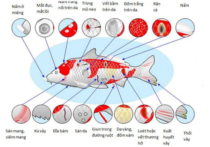 Các loại bệnh thường gặp khi nuôi cá koi - Cảnh Quan Hoàng Hải