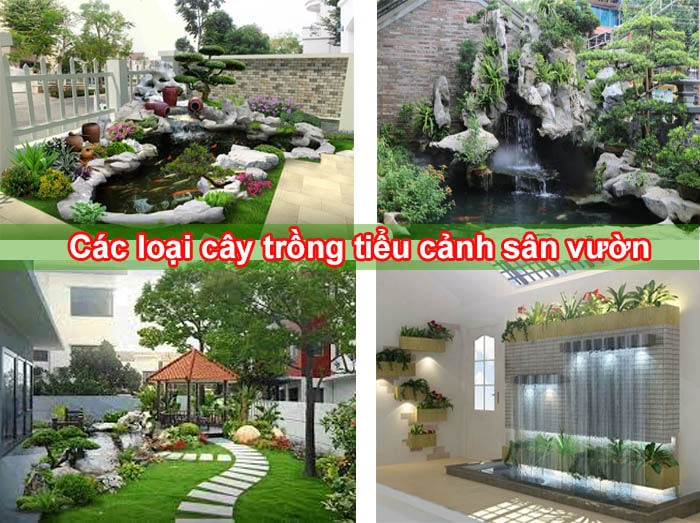 Các loại cây trang trí sân vườn giá tốt nhất hệ thống 5giay.vn